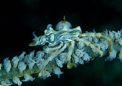 parasite on crab, f100 in sea and sea housing,105 and twi... by Gregory Grant 
